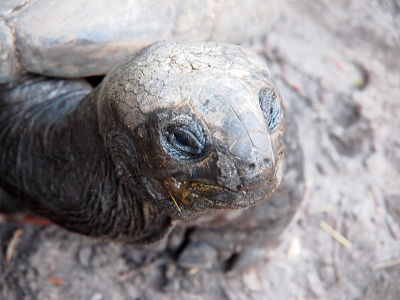 [The skin color of the tortoise is approximately the same color as the sandy ground. This image is a front view of its head and neck. The nose is two hardly-noticeable depressions with a line going up the bridge and ending midway between its eyes. There is a rim of skin around the eyes as if the eyelids come from both direction.]